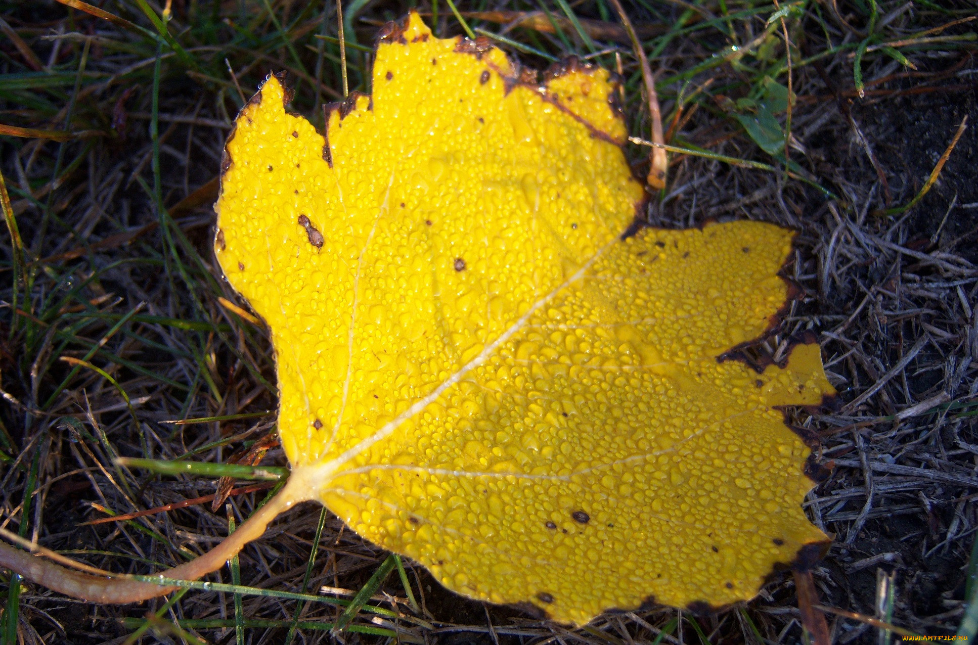 Бели желтые. Листики желтенькие с точечками листики. Жёлтый налёт на Тополиный листьях. Желтые листья740х1620. Волжанка желтый лист.